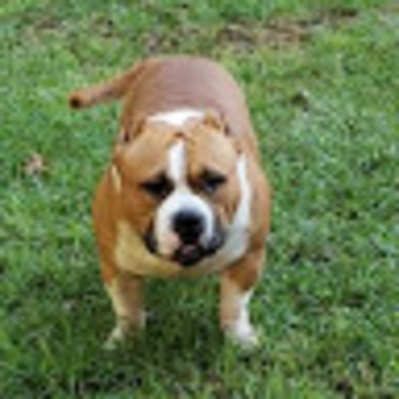 Meet your Posher, Blake - Picture 1 of 1